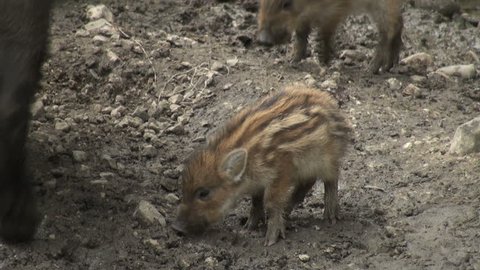 a lot of wild boars in the woods