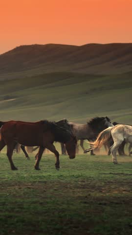 Horses feeding off grass at highland pasture. Domestic farm equine mammals grazing in green fields	
