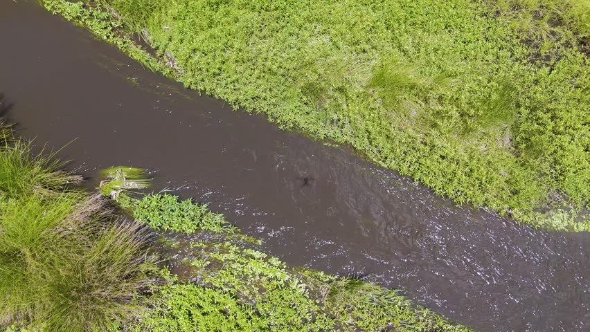 Drone captures serene creek in lush grassland