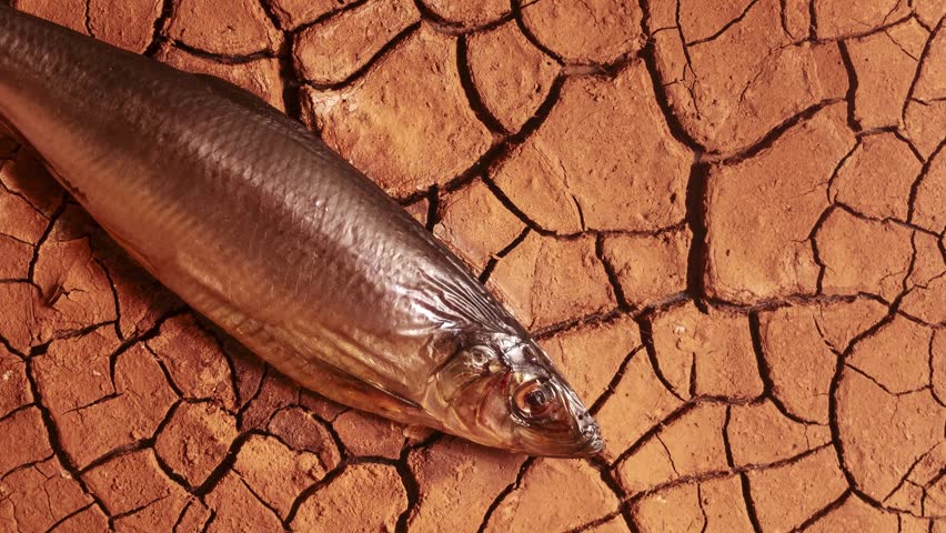 impact of droughts on fish. fish died on cracked soil time lapse. climate change, drought, river dried up, famine, water scarcity. natural destruction and extinction. fish out of water