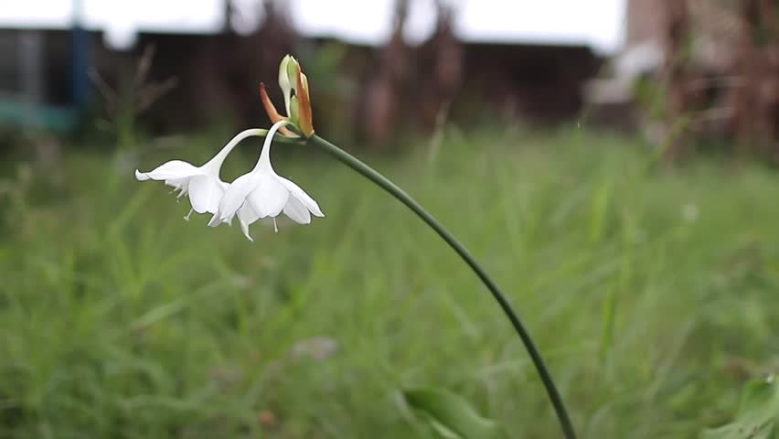 Beautiful white flowers captured using camera