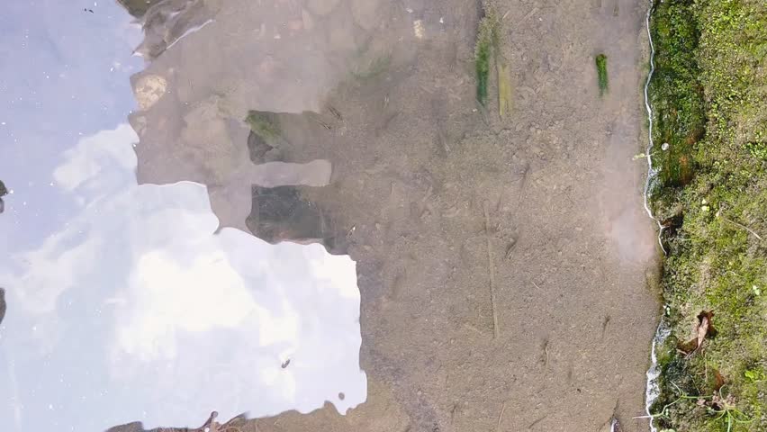 Thousand fish. Thousand fish are gutter-dwelling fish. The scientific name of the thousand fish is Gambusia Affinis.