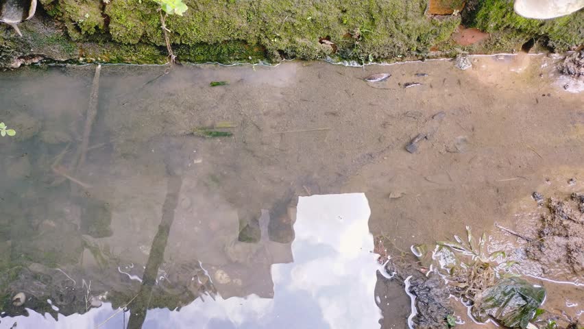 Thousand fish. Thousand fish are gutter-dwelling fish. The scientific name of the thousand fish is Gambusia Affinis.