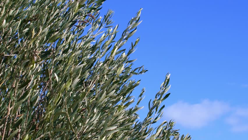 Olive tree blowing in the wind against blue sky. Summer season. Sunny day. Ecosystem and conservation concept.