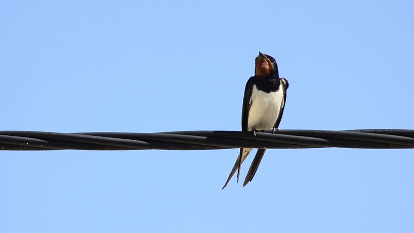 barn swallow, sterna hirundo, bird of the world