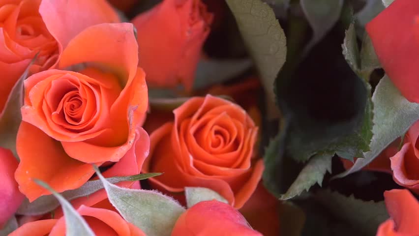 Beautiful orange roses arranged elegantly in a floral display