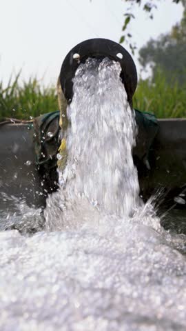 Water flows from an underground pipe for irrigation, nourishing lush sugarcane fields. This essential farming practice supports crop growth, sustainable agriculture, and efficient water management.