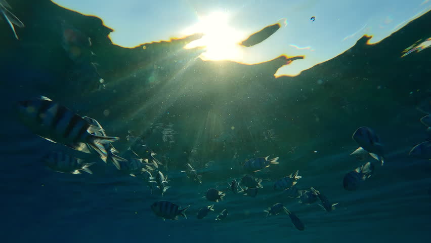 Silhouettes of Indo-Pacific sergeants, Abudefduf vaigiensis feeds under the water surface in the last rays of the setting sun in the back lighting, with sun glare at sunset (Golden Hour)
