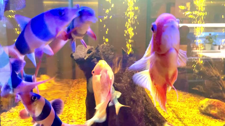 Clown Loaches (Chromobotia macracanthus) Swimming in a Freshwater Aquarium