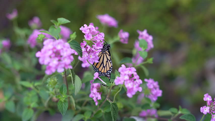 Endangered species Monarch butterfly sitting on a purple flower during the wind. Relaxation, meditation nature concept. Butterfly garden 