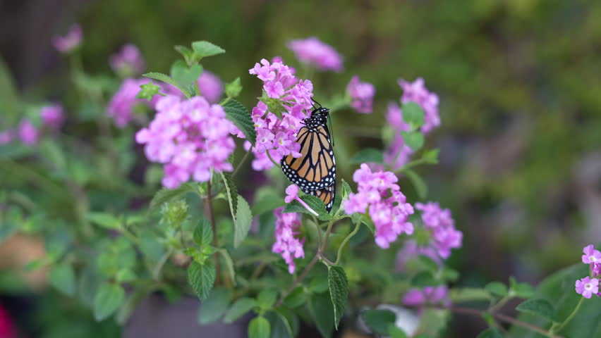 Endangered species Monarch butterfly sitting on a purple flower. Relaxation, meditation nature concept. Butterfly garden 