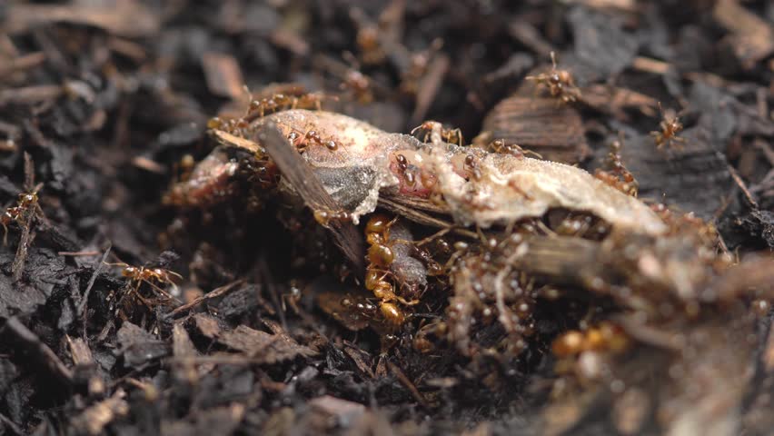 A close-up of ants actively scavenging a decomposing lizard carcass on the forest floor, showcasing nature’s recycling process in intricate detail.