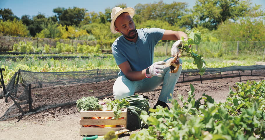 Agriculture, man and vegetables harvest on field for food production, crops inspection or sustainable farming. Farmer, black person or picking lettuce on farm for organic produce, supplier or quality