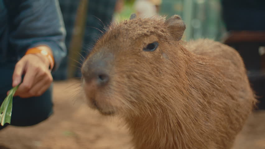 A curious capybara outdoors being hand-fed, showcasing nature and calm interaction