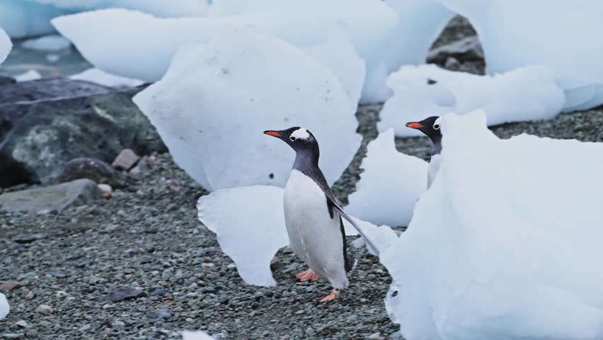 Penguins Running, Slow Motion Funny Cute Animals with Gentoo Penguin Chasing Each Other in a Colony in Antarctica, Antarctic Peninsula Wildlife in Icebergs on an Antarctic Beach