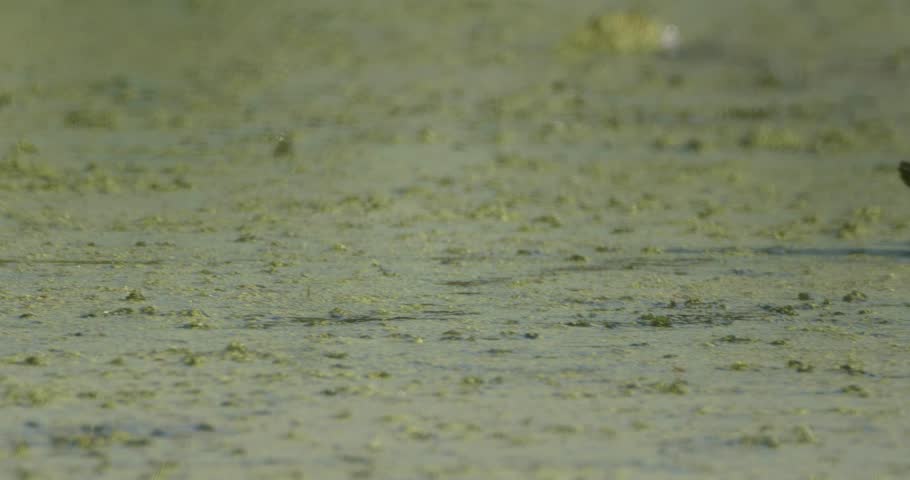 Male Wood Duck swimming past in green algae water
