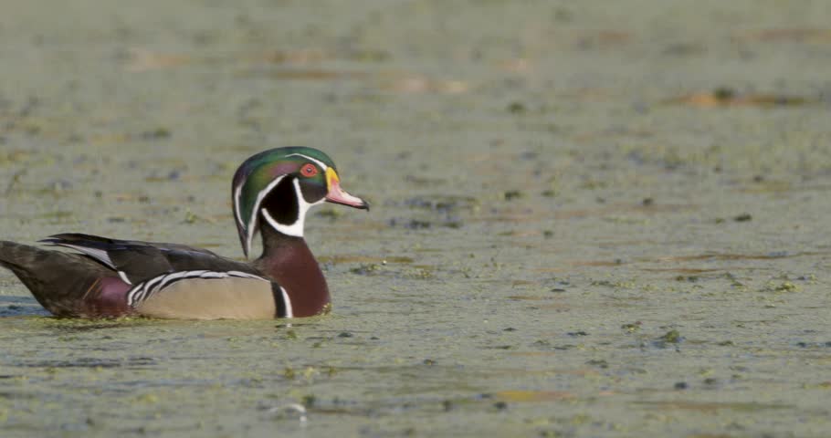 Male Wood Duck swimming in green algae calm water