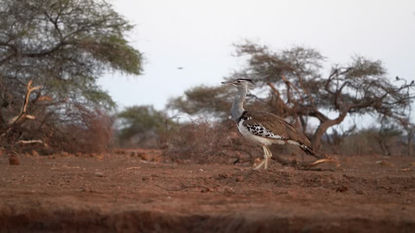 Panning shot of a Kori Bustard walking past, Mashatu Botswana.