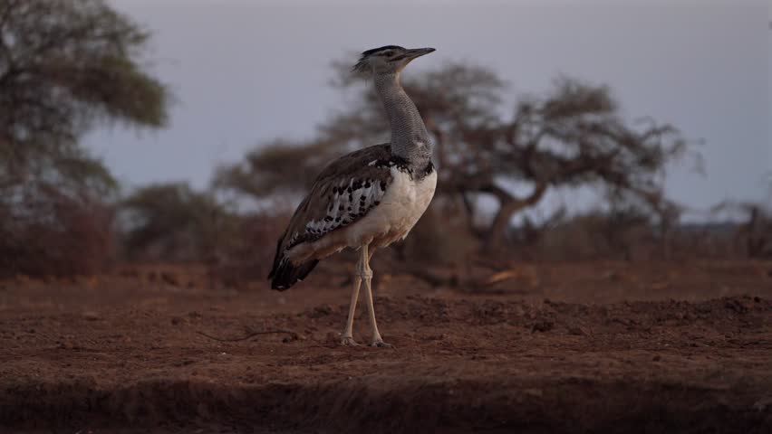 A curious Kori Bustard looking around in the first light of day, Mashatu Botswana.