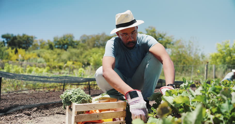 Agriculture, man and vegetables harvest on farm for food production, agribusiness and sustainable development. Black person, farmer and picking fresh crops in field for organic produce and supplier