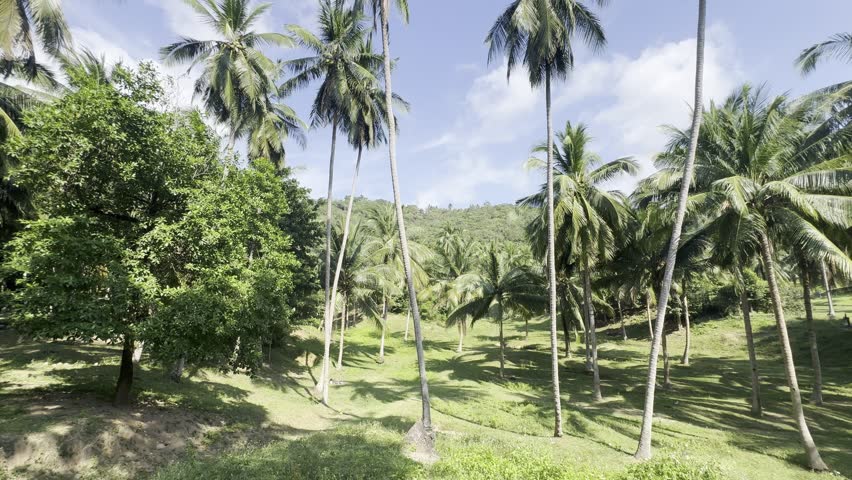 A vast plain filled with tall coconut palms under a bright blue sky. The lush greenery and rolling hills in the background create a peaceful tropical scene, perfect for travel and nature lovers.