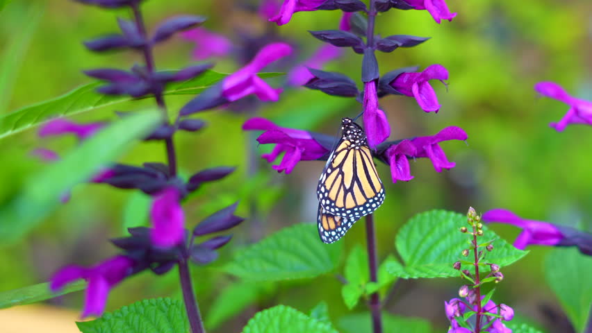 Endangered species Monarch butterfly sitting on a purple flower. Relaxation, meditation nature concept. Butterfly garden 