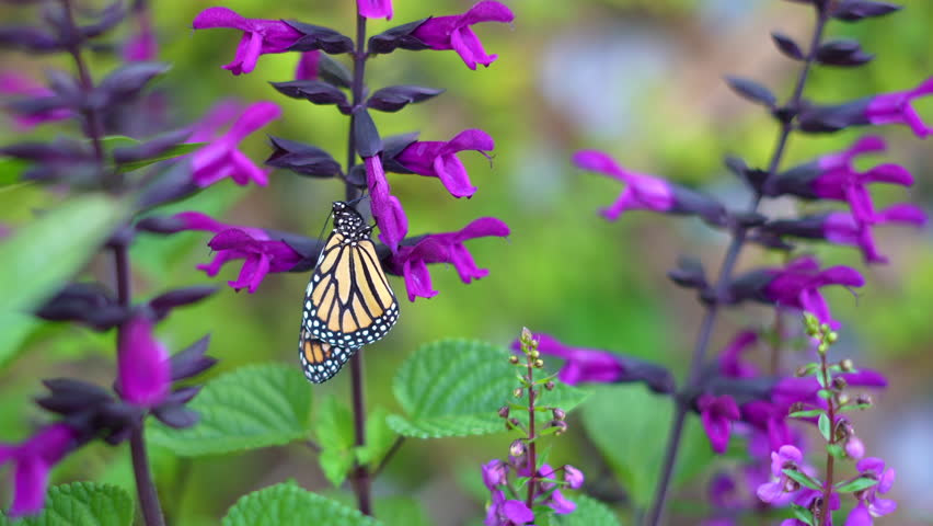 Endangered species Monarch butterfly sitting on a purple flower. Relaxation, meditation nature concept. Butterfly garden 