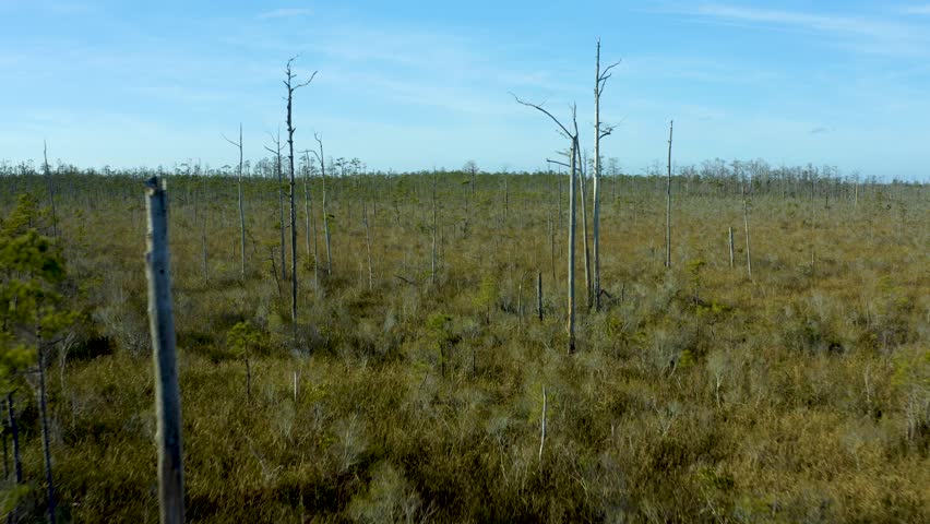 Scenic drone dolly between leafless trees of Chimney Rock marshlands and surrounding forest, North Carolina