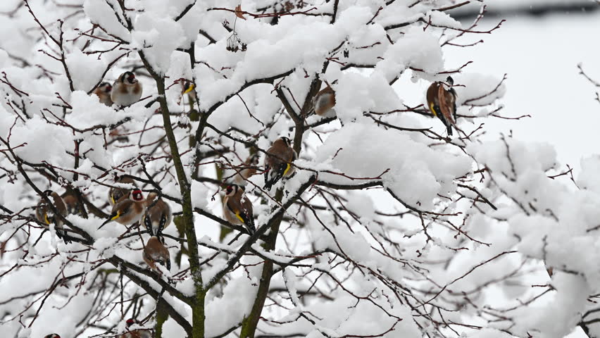 Group of birds on snowy tree branches