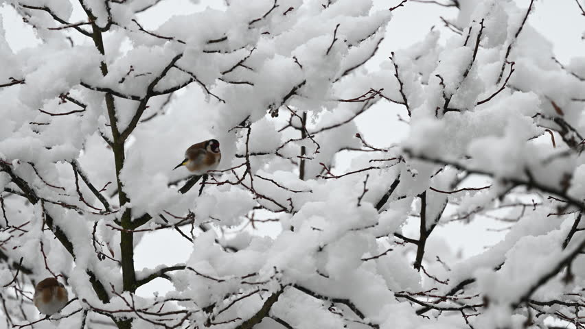 Bird resting on snowy tree branches