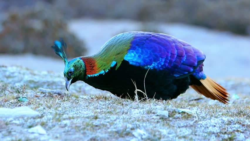 Catch a glimpse of the beautiful Himalayan Monal as it searches for food in the early morning light. Set in the stunning landscapes of Uttarakhand, this vibrant bird brings nature’s beauty to life