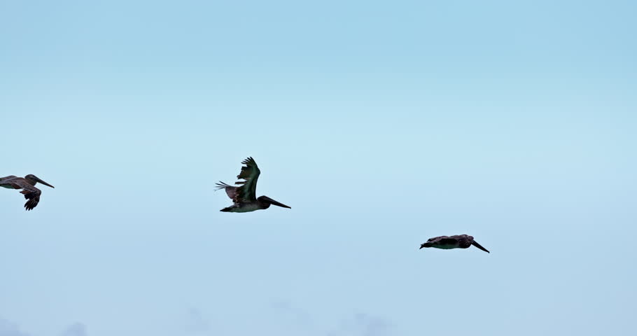 Wildlife migration flock of flying birds pelicans in sky clouds