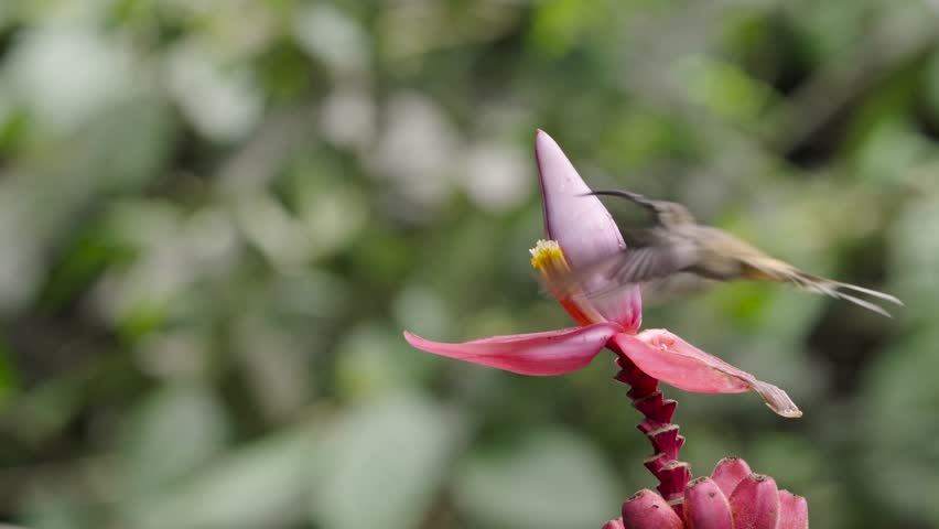 A Long-billed Hermit hummingbird hovers gracefully near a pink banana flower, feeding on nectar against blurred tropical foliage in extreme slow-motion closeup.