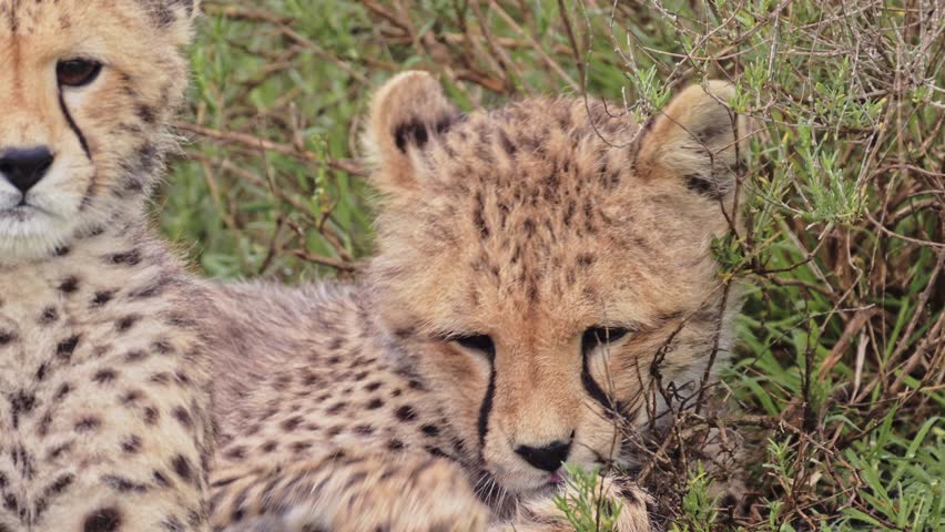 Cheetah Cub Cleaning Itself in Serengeti National Park in Tanzania in Africa, Cheetahs Close Up Licking and Grooming on African Wildlife Safari Animals Game Drive