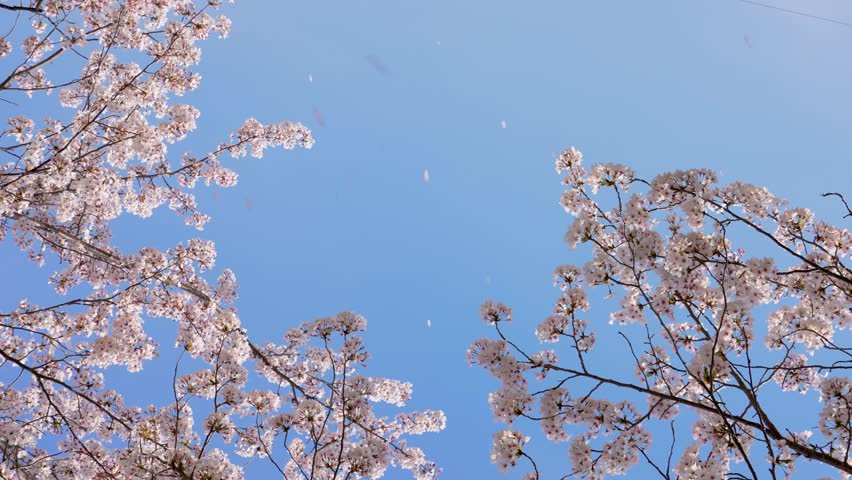 4K slow motion video of cherry blossoms falling.
4K 120fps edited to 30fps