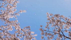 4K slow motion video of cherry blossoms falling.
4K 120fps edited to 30fps - Powered by Shutterstock - Get 15% off with code: PIKWIZARD15
