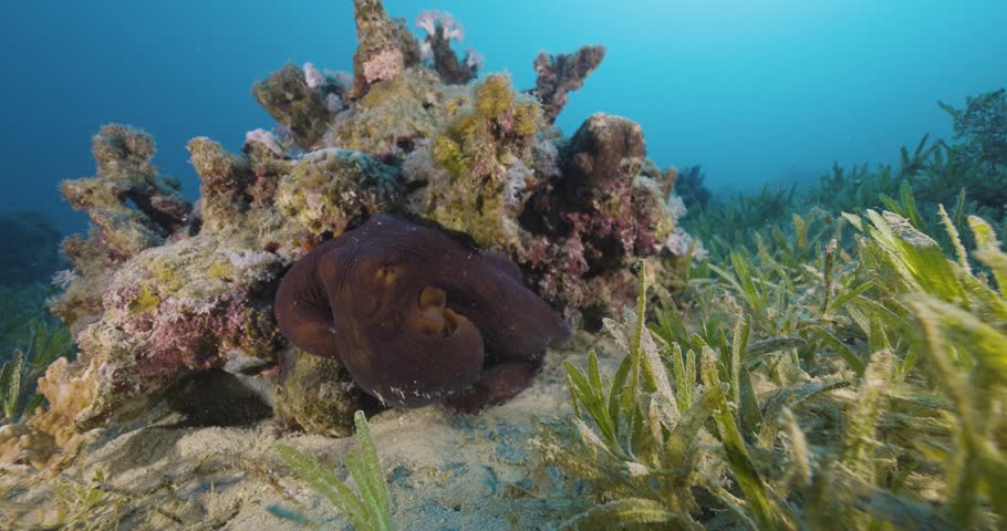 An octopus in action. Red sea.