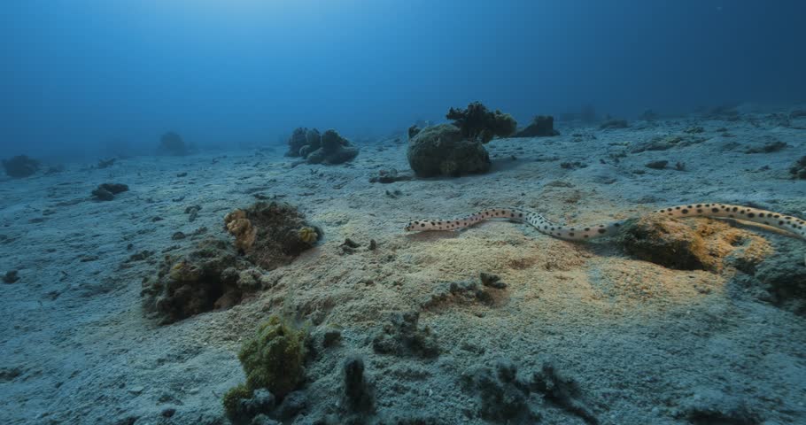 Myrichthys maculosus. Very similar to a snake. Red sea.