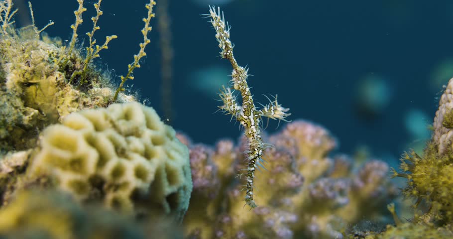 Harlequin ghost pipefish. Pipefish hides in coral reef. Red sea.