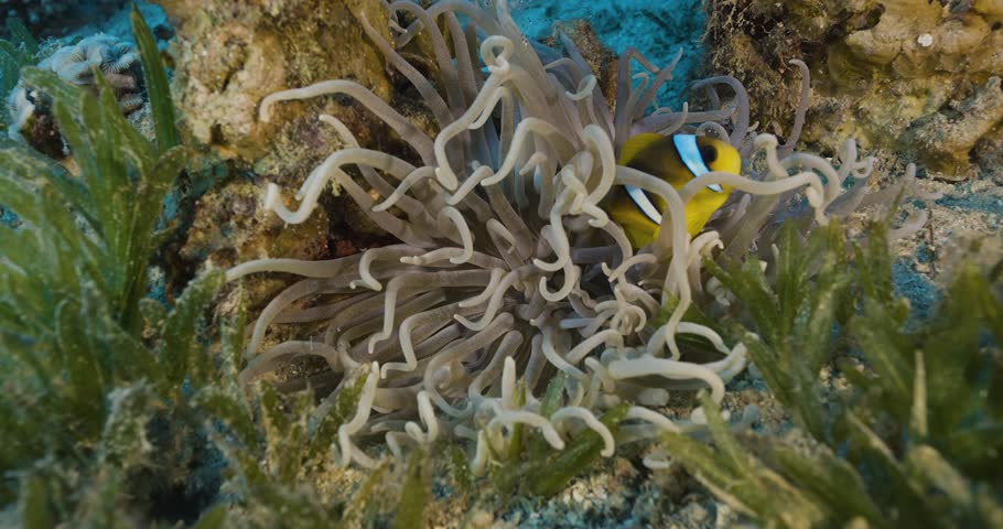 Anemone and Clownfish. Red sea.