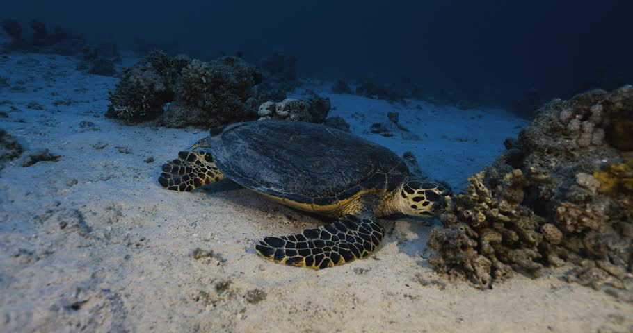 Hawksbill sea turtle. Red sea.