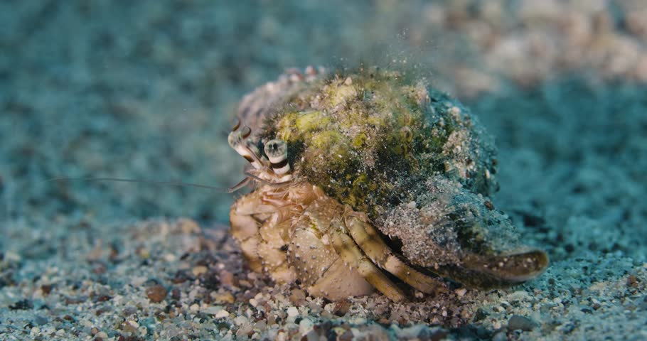 Hermit crab. Runs away. Red sea.