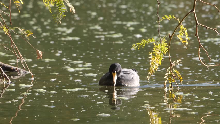 American coot swimming through branches in green water.