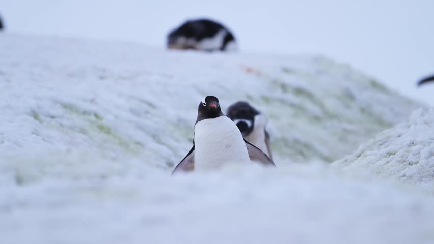 Antarctica Animals, Penguins Walking on Penguin Highway in Snow, Gentoo Penguins on Antarctica Wildlife and Animals Trip on Antarctic Peninsula, Cute Low Angle Shot in Snowy Winter Scenery