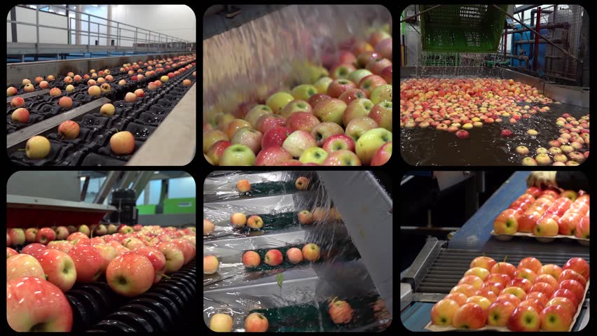Apple Processing in Highly Automated Fruit Packing House Facility - Multiscreen Video. Apple Washing, Grading, Sorting and Packing Lines. Post-Harvest Management of Apples. Fruit Processing Technology