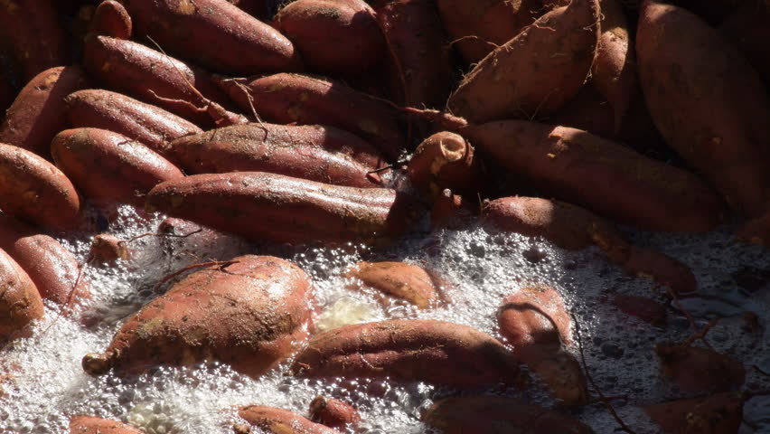 Industrial cleaning of sweet potatoes just harvested. Ipomoea Batatas