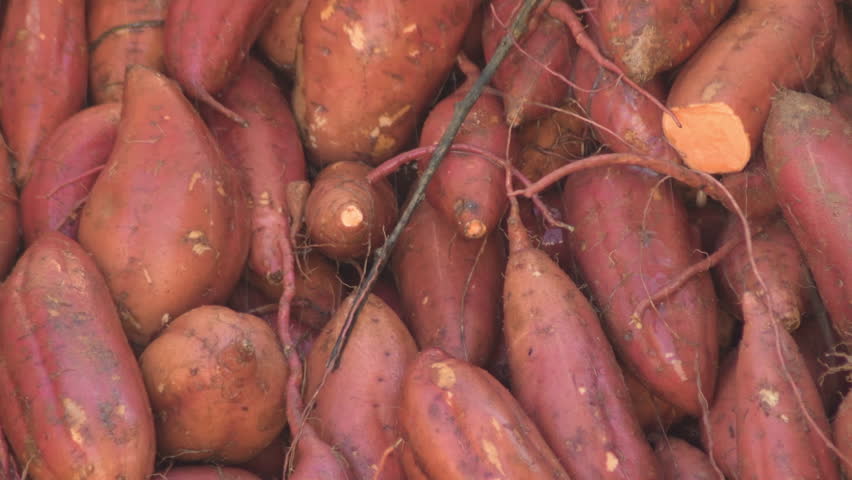 Sweet potatoes cleaning in a industrial line just harvested. Ipomoea Batatas
