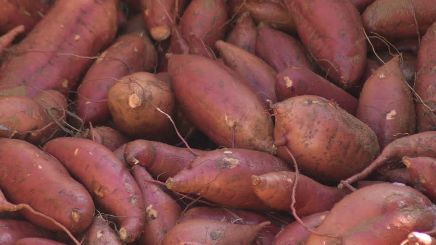 Sweet potatoes cleaned and just harvested in a industrial line