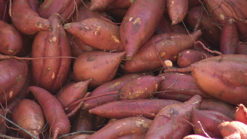 Sweet potatoes cleaned and just harvested in a industrial line