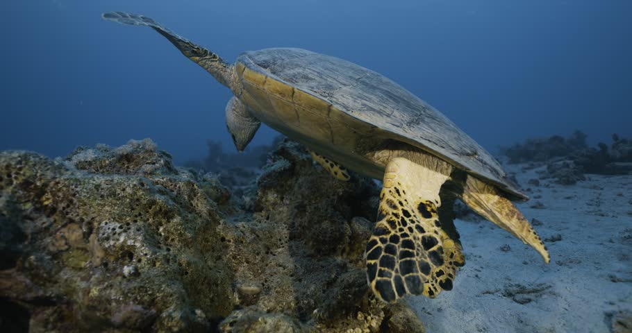 Hawksbill sea turtle turns on the spot. Red sea.